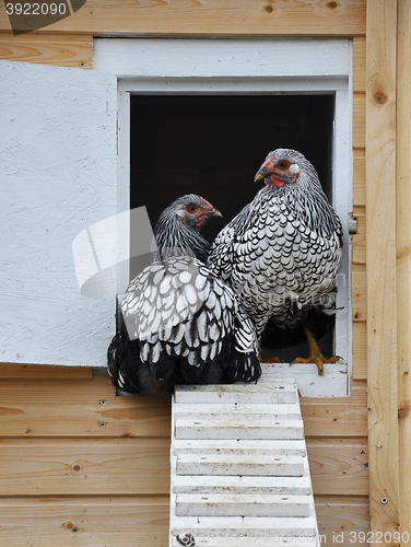 Image of Wyandotts in front of chicken house