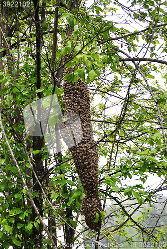 Image of Swarm of bees