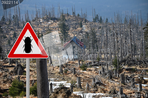 Image of Bark beetle zone at mount Rachel