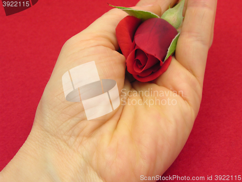 Image of Red rose bud in an open hand on red felt background