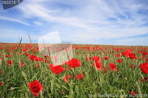 Image of Poppys on the field