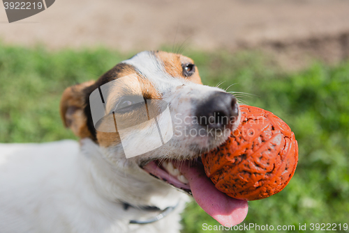 Image of dog with ball in mouth