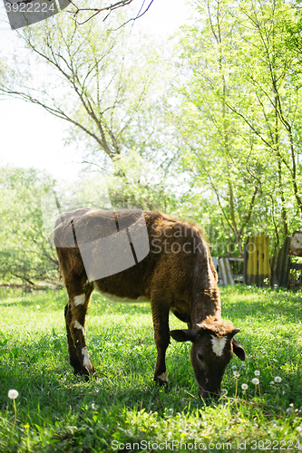 Image of cow eating grass in the village