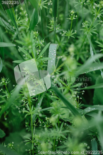 Image of drops of dew on the grass