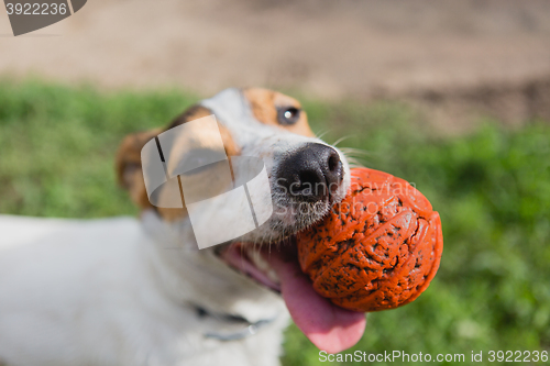 Image of dog with ball in mouth