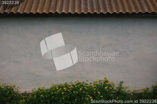 Image of the walls are painted in a light color and celandine