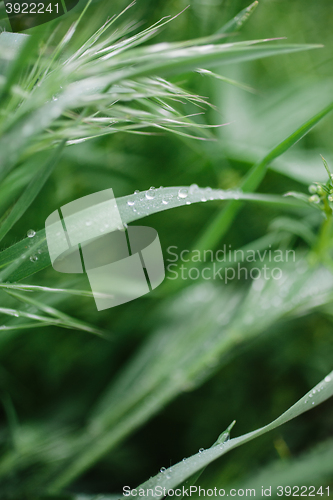 Image of drops of dew on the grass