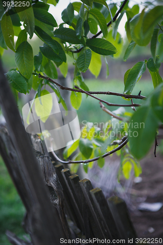 Image of rain drops on tree branches and fence