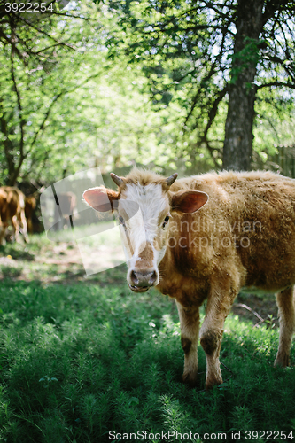 Image of brown cow standing in the grass