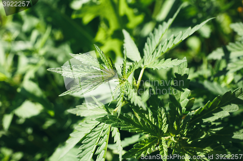 Image of young leaves of cannabis