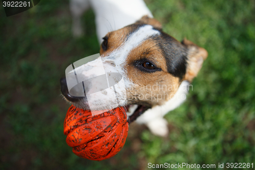 Image of dog with ball in mouth