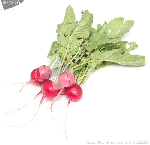 Image of radish on white