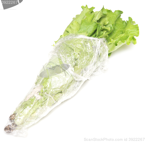 Image of lettuce on white