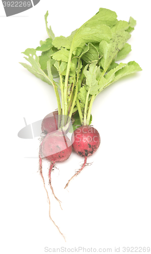 Image of radish on white