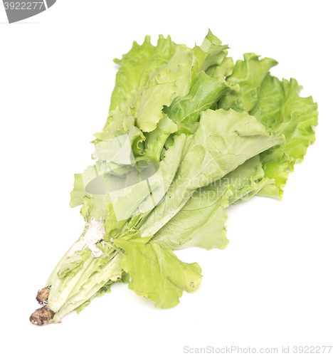 Image of lettuce on white