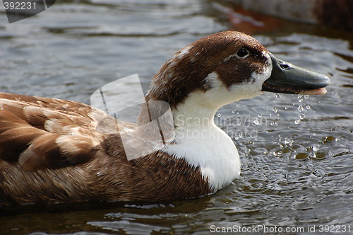 Image of Wild duck