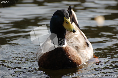 Image of Wild duck