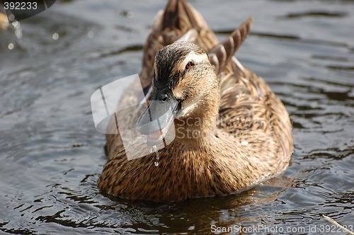 Image of Wild duck