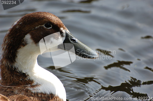 Image of Wild duck