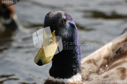 Image of Wild duck