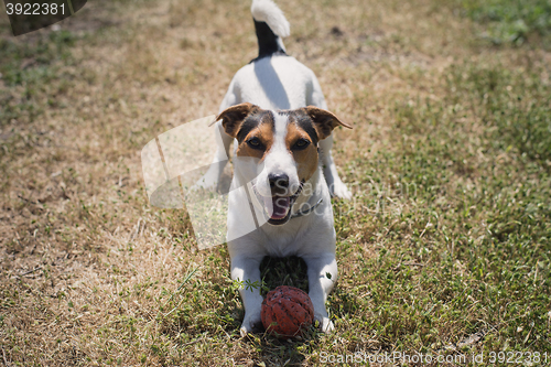 Image of dog plays with a ball on the grass