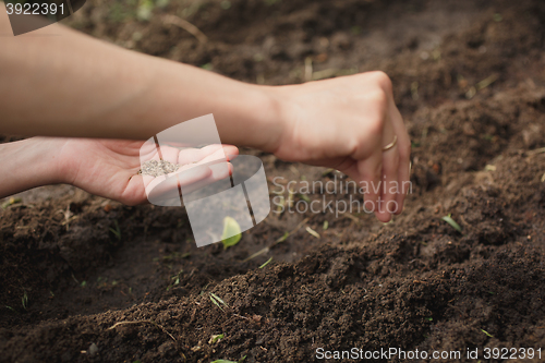 Image of woman planting seeds in the garden