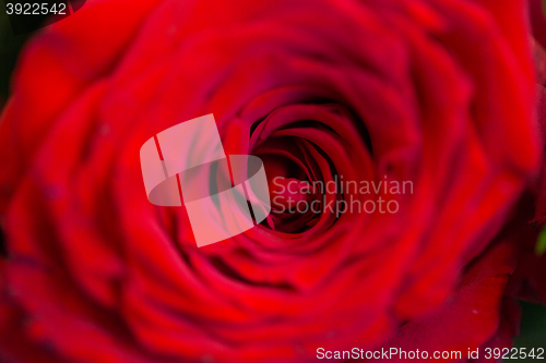 Image of close up of beautiful red rose flower