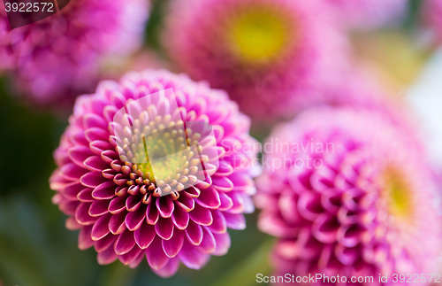 Image of close up of beautiful pink chrysanthemum flowers