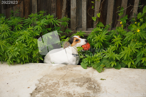 Image of dog sitting in the bushes of cannabis with a ball