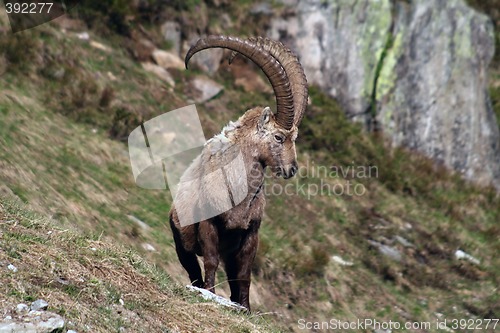 Image of Old Capra Ibex