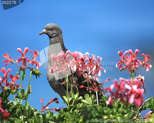 Image of Pigeon in front of a blue sky