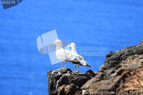 Image of Two Sea-Gulls standing together