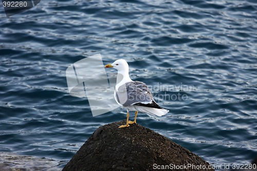 Image of Gull standing on a Stone