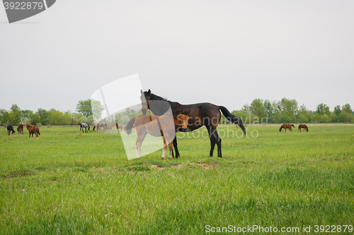 Image of horse with foal