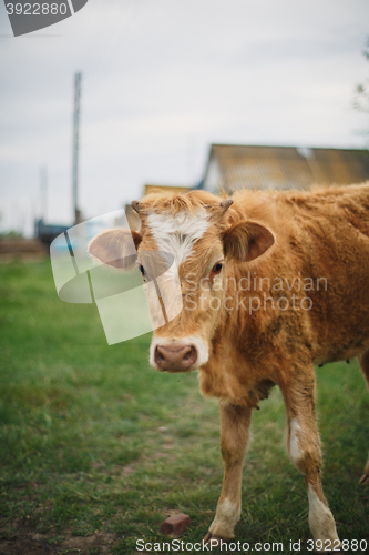 Image of brown cow standing in the grass