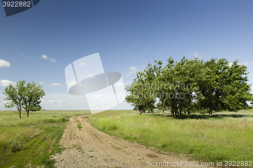 Image of the path receding into the distance near the trees