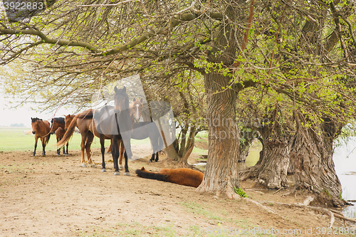 Image of horses resting under trees by the river