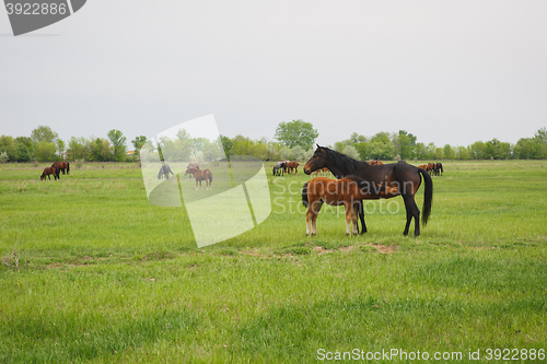 Image of horse with foal