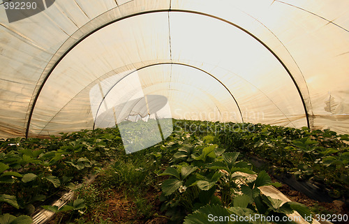 Image of Strwaberry greenhouse