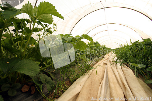 Image of Strwaberry greenhouse