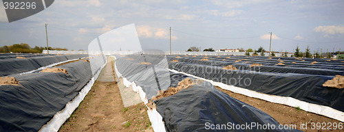 Image of Asparagus field