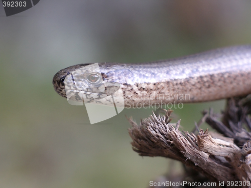 Image of Blind Worm