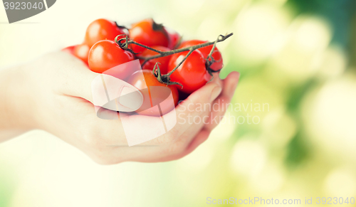 Image of close up of woman hands holding cherry tomatoes