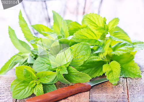 Image of fresh mint