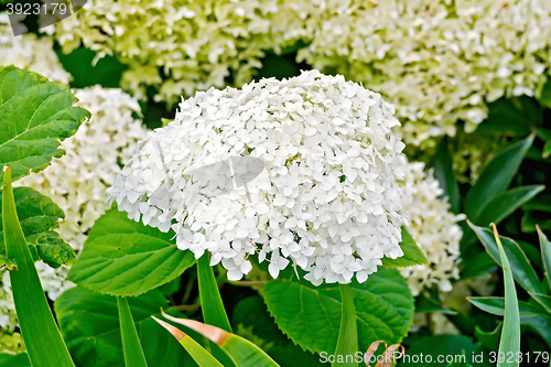 Image of Hydrangea white fluffy