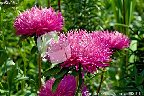 Image of Aster pink lush