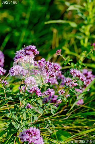 Image of Oregano lilac with leaves