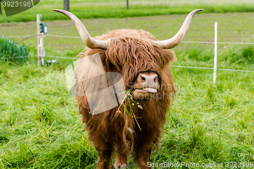 Image of Scottish Highland Cow