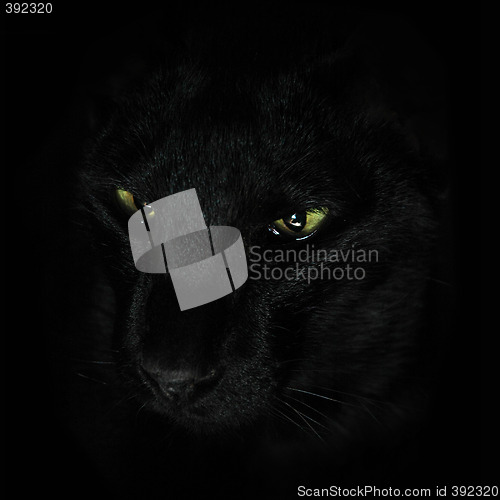 Image of Black cat on black background