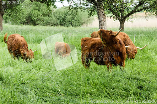 Image of Scottish Highland Cows